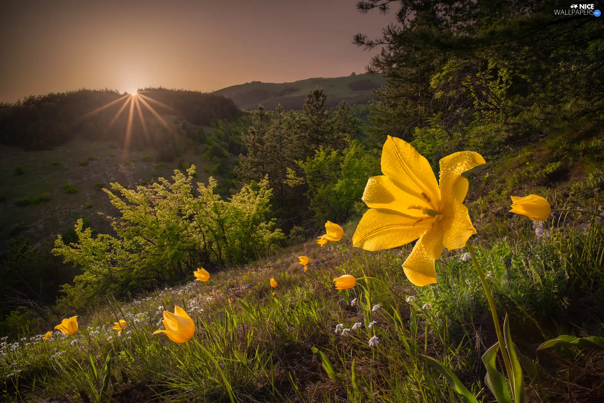 Yellow, Flowers, Tulips, Meadow, Great Sunsets, Spring, viewes, slope, trees