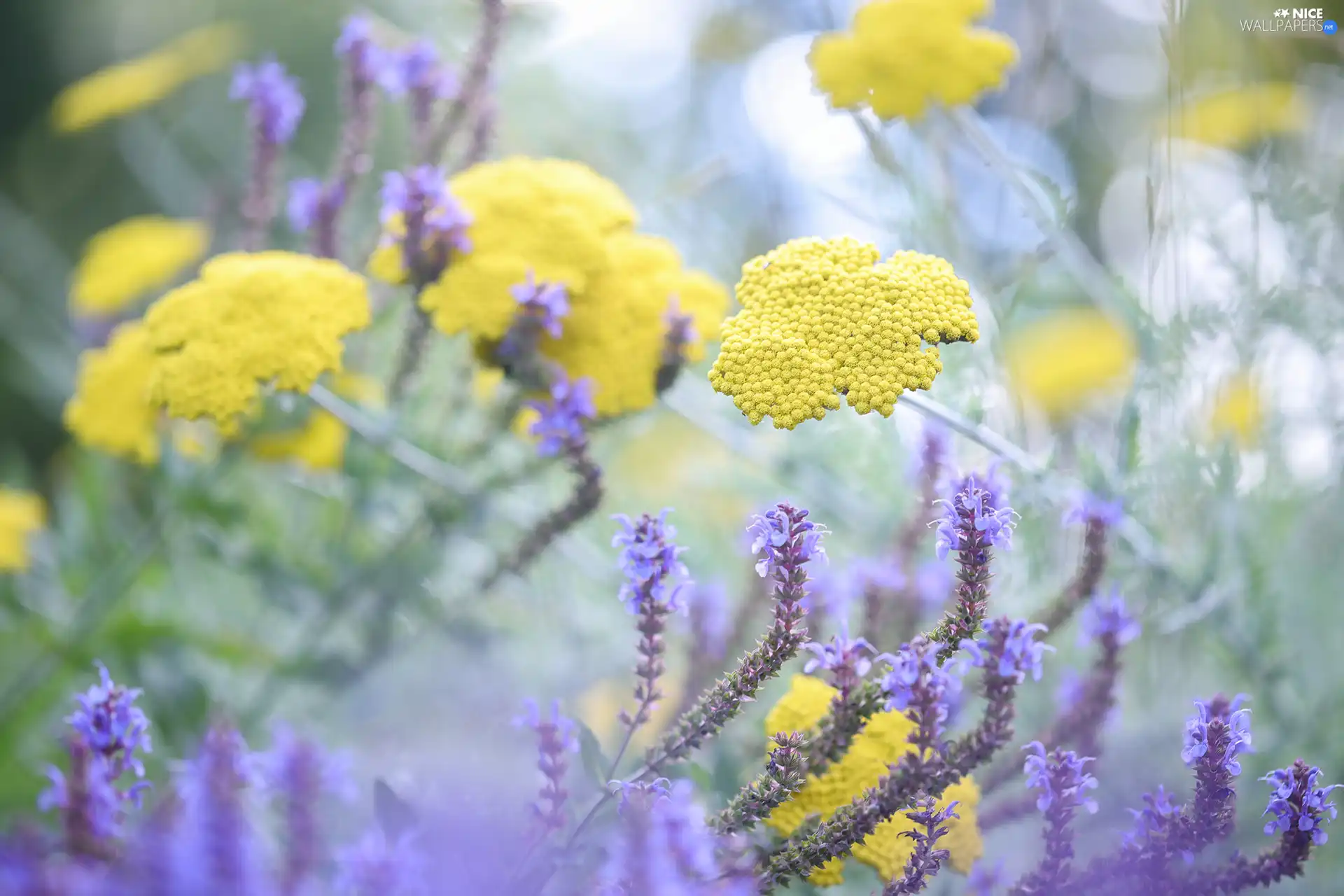 Wildflowers, purple, Flowers, Yellow