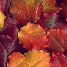 Leaf, autumn