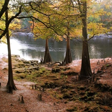 River, viewes, autumn, trees
