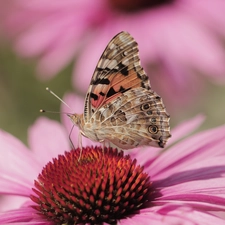 Insect, Painted Lady, Colourfull Flowers, echinacea, Close, butterfly