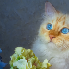 Flowers, Blue Eyed, cat