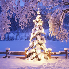 lights, winter, christmas tree