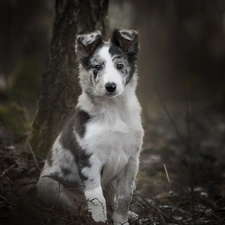 trees, viewes, Border Collie, Puppy, dog