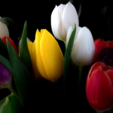 Tulips, color