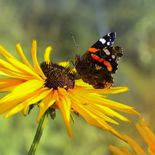 butterfly, Mermaid Admiral, Colourfull Flowers, Rudbeckia, Yellow