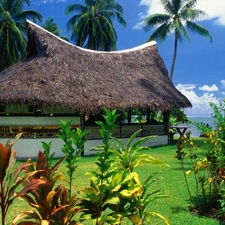 Cottage, Tropical, Palms