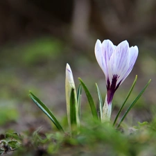 Spring, white Lilac, crocus