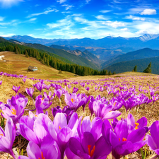Mountains, car in the meadow, Houses, Spring, woods, crocuses