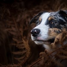 dog, fern, Dark Background, Australian Shepherd