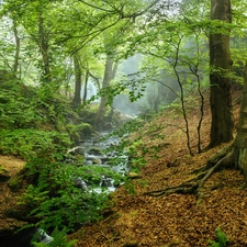 Peak District National Park, forest, Fog, trees, stream, County Derbyshire, England, viewes