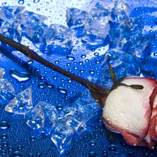 knuckle, rose, drops, water, ice, Heart