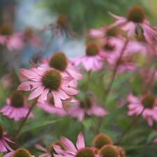 Pink, Flowers, blurry background, echinacea