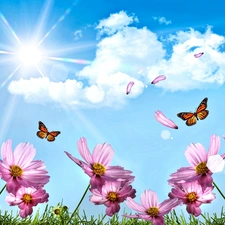 Flowers, Sky, butterflies