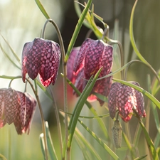 rapprochement, Fritillaria meleagris, Flowers