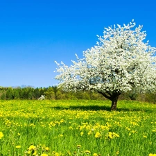 forest, Spring, Colourfull Flowers, trees, Meadow