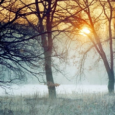 dawn, frosted, forest, hazy