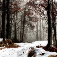 forest, Way, snow