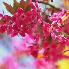 Pink, trees, fruit, Flowers