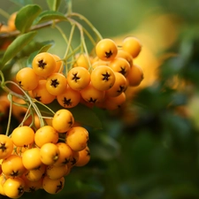 Yellow, Scarlet firethorn, Fruits