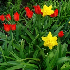 Garden, Daffodils, Tulips