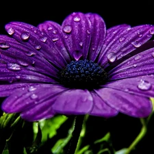 drops, Colourfull Flowers, Gerbera
