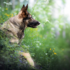 Plants, dog, German Shepherd