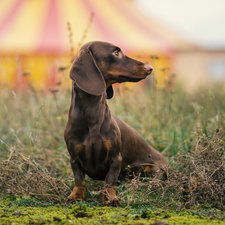 dog, Dachshund Shorthair, grass, Brown