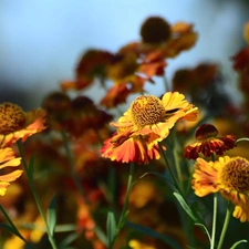 Helenium, Flowers, Orange