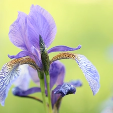 Colourfull Flowers, lilac, iris