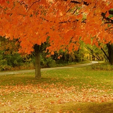 Leaf, Park, autumn