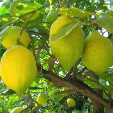 lemons, trees, citrus