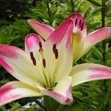 lilies, white, Pink