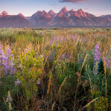 Flowers, lupine, Meadow, grass, Mountains