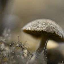 Moss, mushroom, Hat