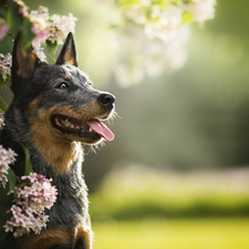 Twigs, Flowers, Australian cattle dog, muzzle, dog