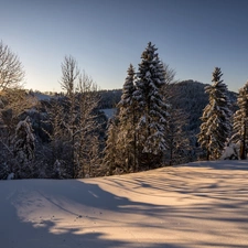 winter, viewes, rays of the Sun, trees