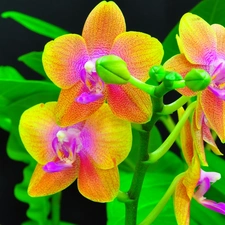 orchids, color, Flowers
