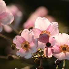 Flowers, Anemone Hupehensis, Pink
