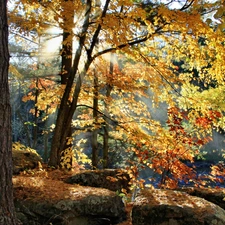trees, Przebijające, luminosity, ligh, flash, Autumn, forest, sun
