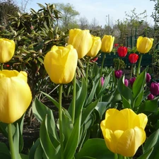 Tulips, Rabatka