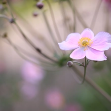 Pink, Japanese anemone, rapprochement, Colourfull Flowers