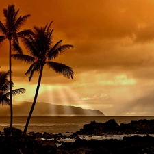 clouds, rays of the Sun, Palms, sea
