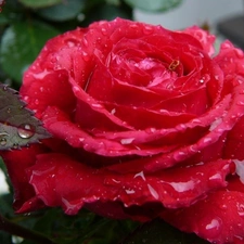 drops, rose, red hot