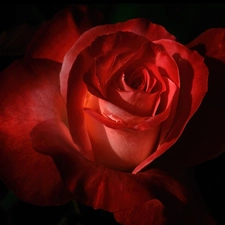 rose, Beauty, red hot