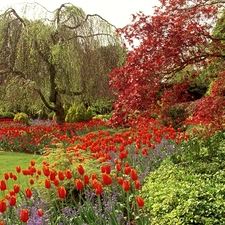 Red, Tulips, queen, Elizabeth, Park