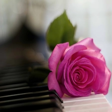 rose, keyboard, Pink