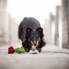 dog, Colourfull Flowers, rose, shetland Sheepdog
