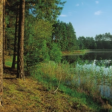 forest, lake, rushes, pine