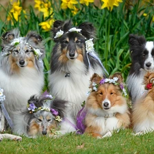 Wreaths, Flowers, Shetland Sheepdogs, Border Collie, Dogs
